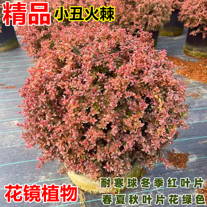 小丑火棘球火棘塔柴耐寒变色植物