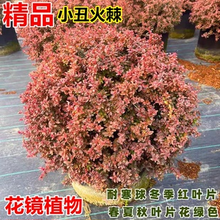 小丑火棘球火棘塔柴耐寒变色花镜植物龟甲冬青亮晶球庭院花园设计