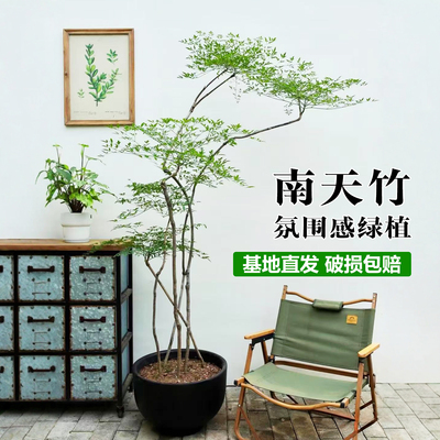 南天竹盆栽客厅绿植室内大型植物高级感轻奢高端大气上档次旺宅树