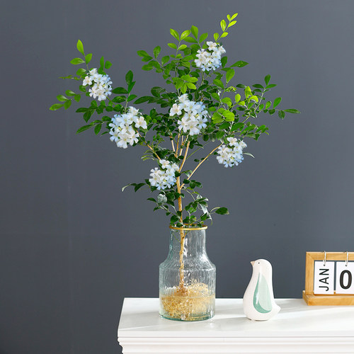 盆栽水培植物客厅九里香秉泽