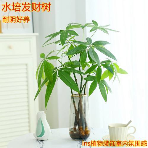 发财树水培植物室内盆栽客厅