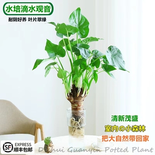 水培植物滴水观音绿植千手观音盆栽春羽龟背竹室内办公室四季 好养