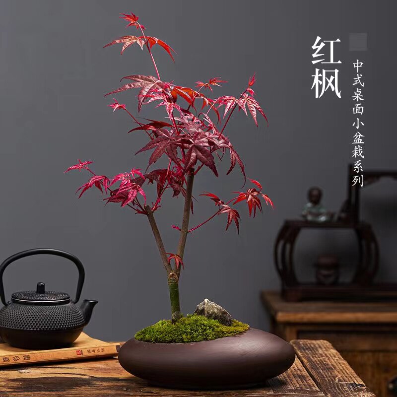 红枫盆景桌面树苗中国三季红黄金枫阳台庭院绿植盆栽花卉老桩红枫