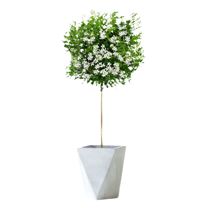 九里香盆栽室内大型绿植浓香花卉