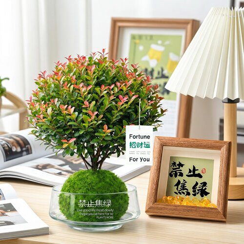 小叶赤楠苔藓球水培植物室内桌面
