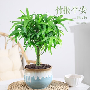 佛肚竹盆栽罗汉竹老桩四季常青植物办公室内客厅矮化盆景花卉绿植