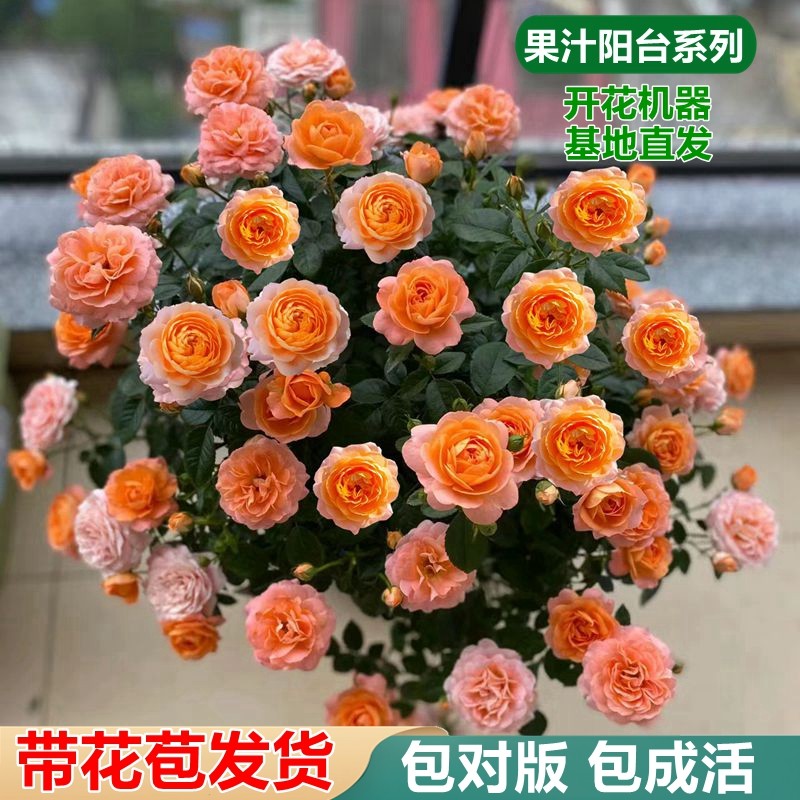 果汁阳台月季盆栽花苗带花苞特大花四季开花卉玫瑰阳台植物红果汁