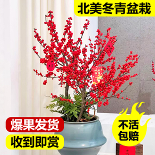 北美冬青盆栽树苗进口公树带红果老桩盆景室内客厅耐寒花卉绿植物