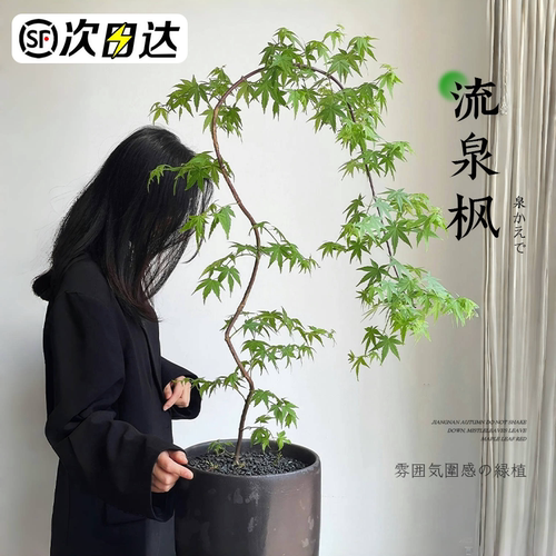 秉泽黄金流泉枫造型飘逸好养