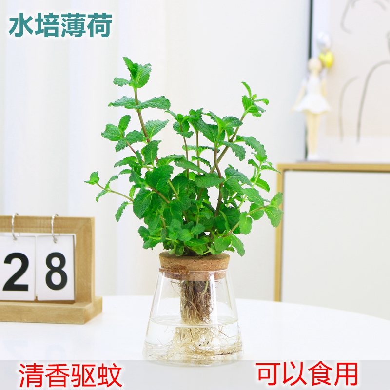水培薄荷室内盆栽食用植物客厅