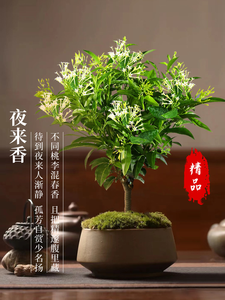 夜来香树苗盆栽花九里香绿植花卉室内好养植物花苗浓香四季开花