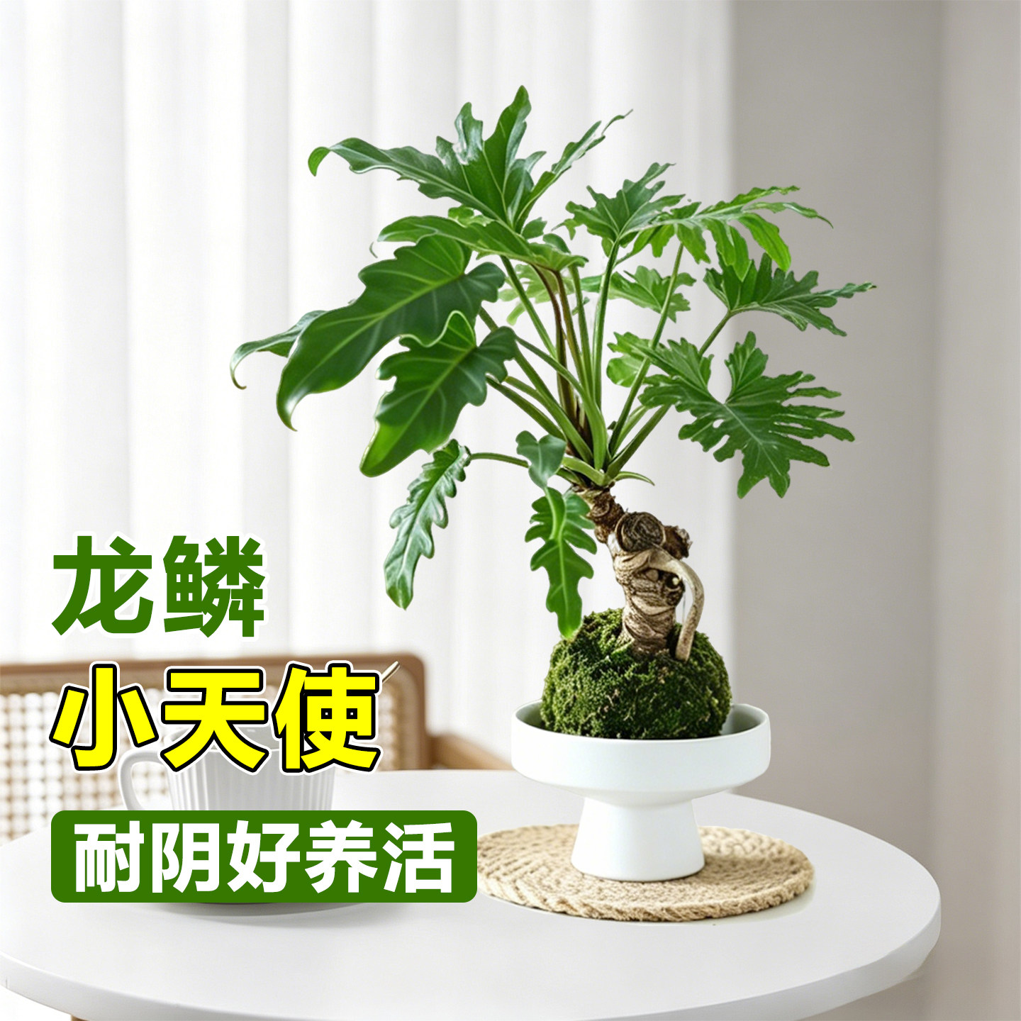 龙鳞小天使大苗春羽老桩水培苔藓球植物室内办公室桌面绿植好养活
