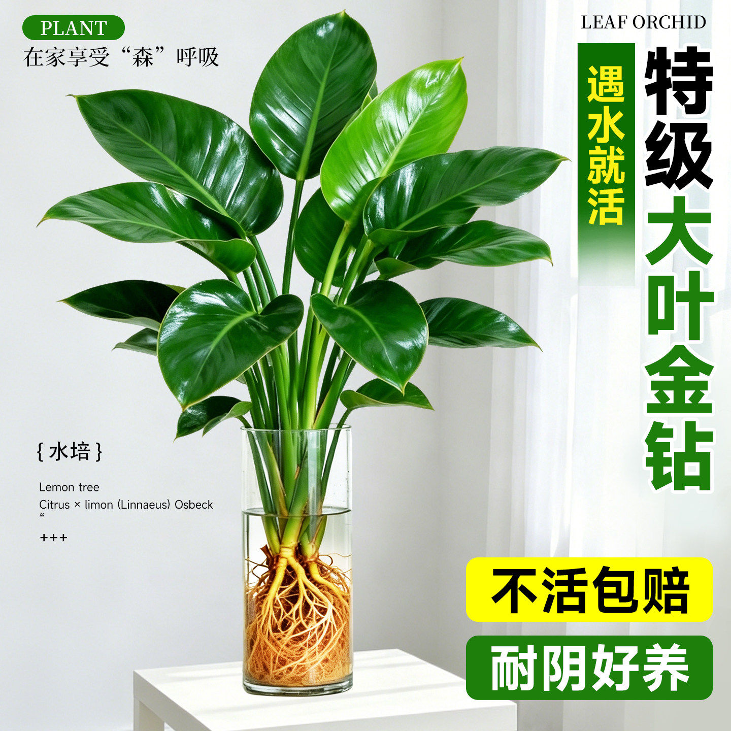 大叶金钻绿公主水培植物室内绿植图片