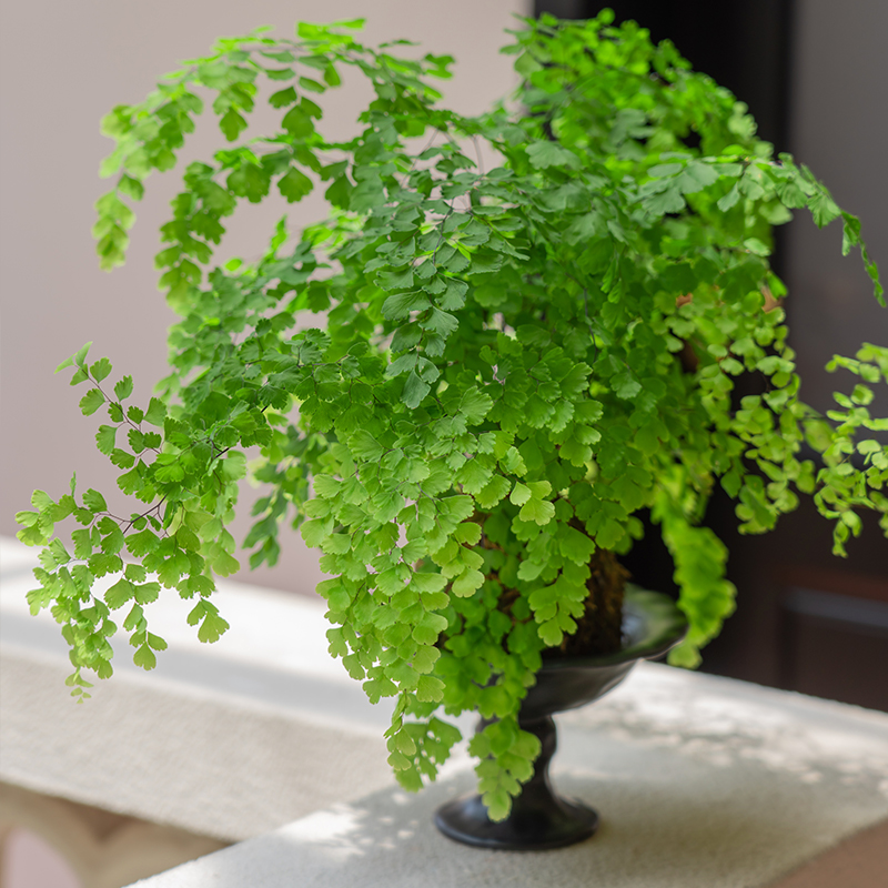 铁线蕨盆栽苔藓球水培植物绿植