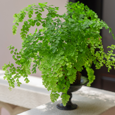 铁线蕨盆栽苔藓球水培植物绿植