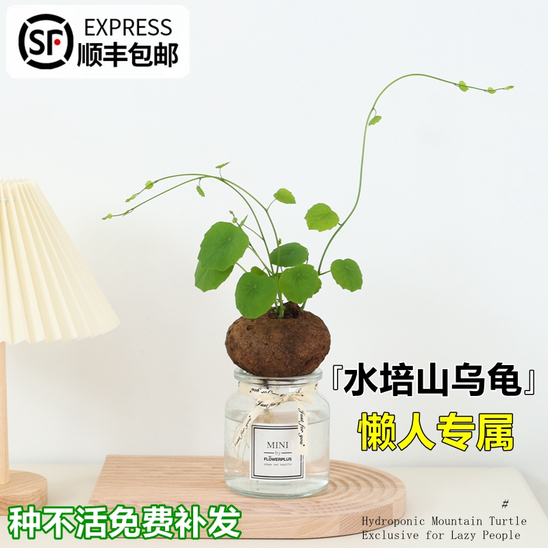 水培山乌龟客厅爬藤植物