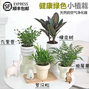 黑金刚橡皮树盆栽老桩罗汉松造型盆景狼尾蕨桌面九里香花卉植物