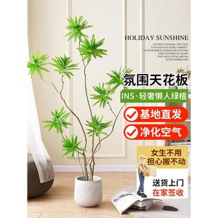 百合竹客厅绿植室内大型落地式 常青 大盆栽真花植物禄植办公室四季