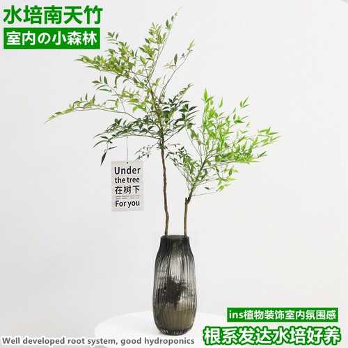 南天竹水养水培桌面南天竺绿植