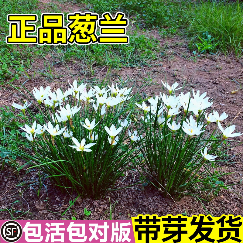 室外喜阴花卉四季种庭院矮生植物风雨兰葱兰