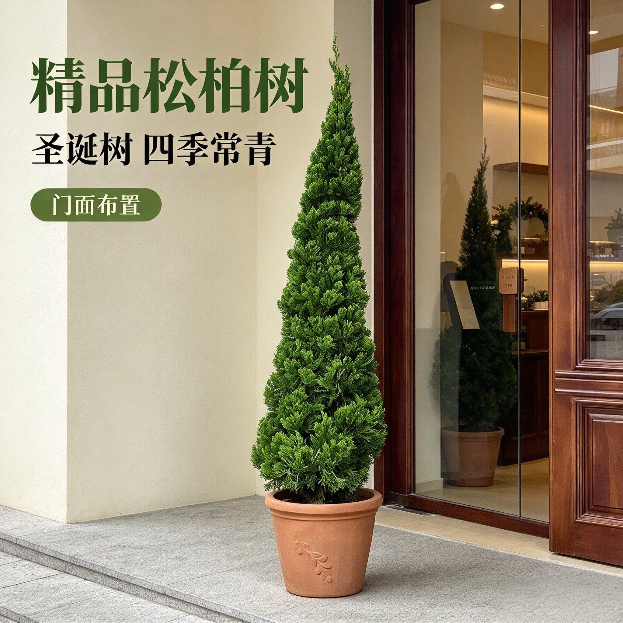 松柏树苗真树四季好养盆栽庭院