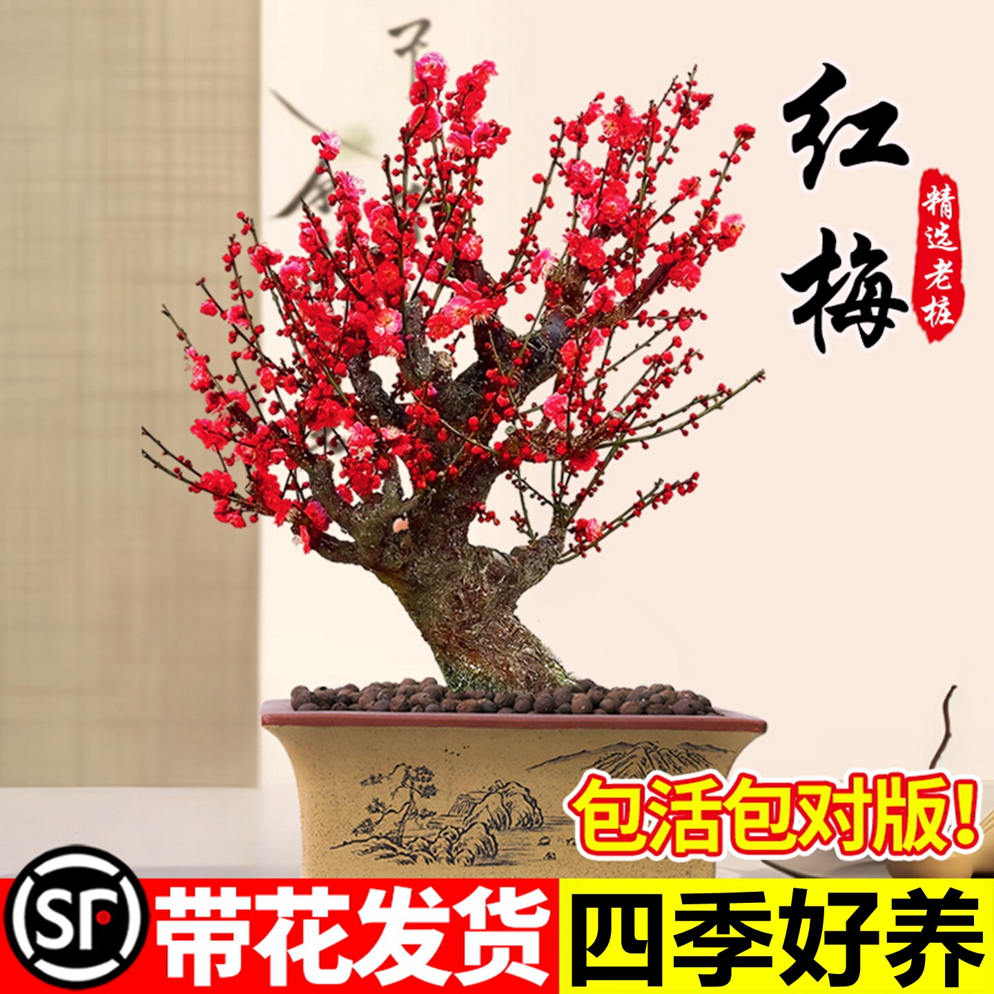 红梅花盆栽树苗室内外阳台庭院花卉地栽四季耐寒植物老桩盆景腊梅图片