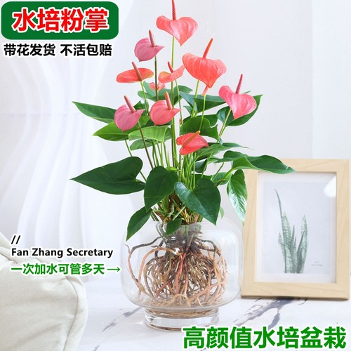 秉泽红掌水培植物室内四季花期长