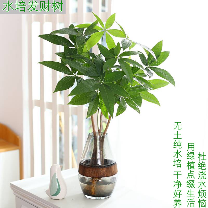 发财树小盆栽培植物绿植室内办公室桌面盆景招财净化空气好养花卉