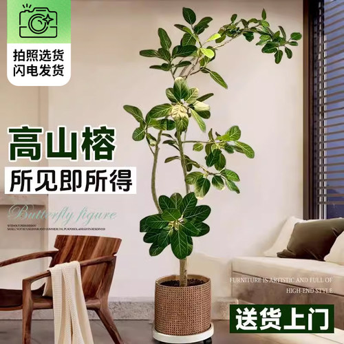 孟加拉榕秉泽造型飘逸四季常青
