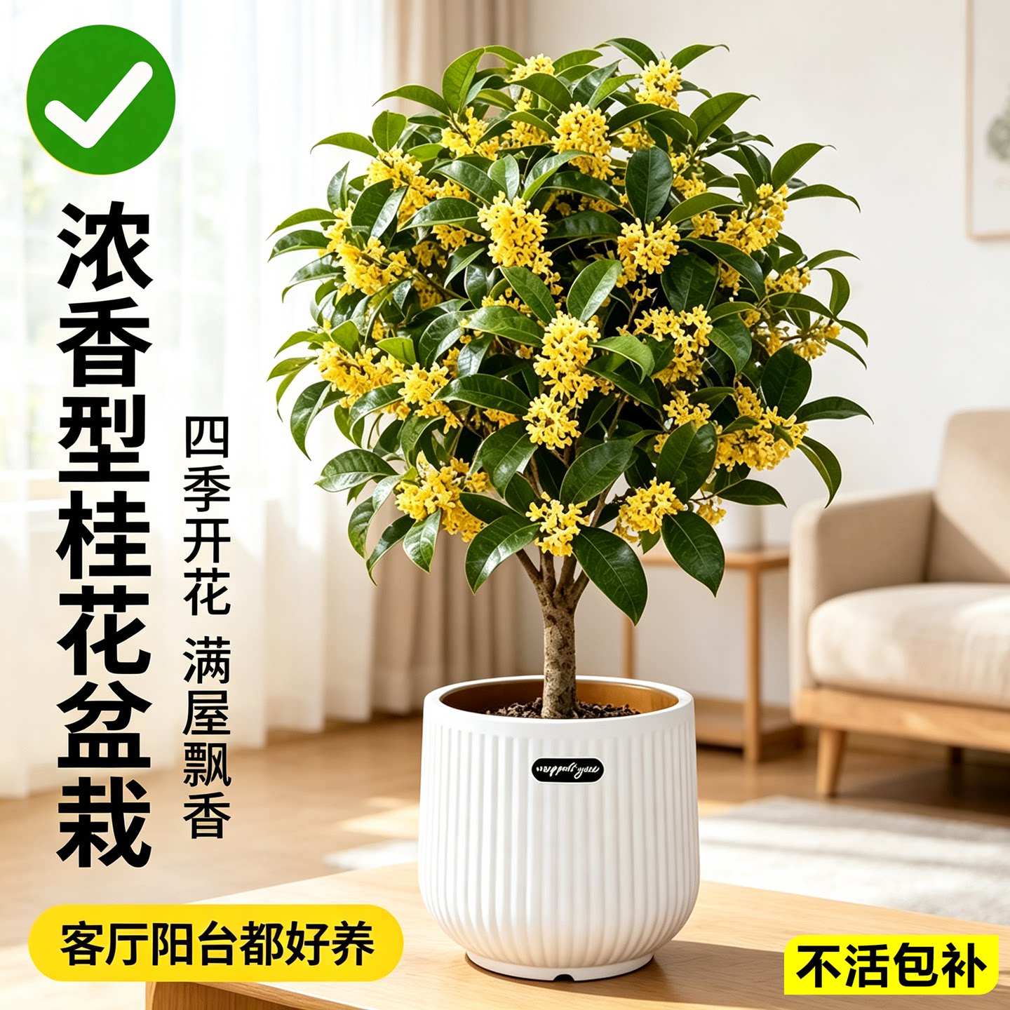 四季桂花盆栽老桩树苗浓香型可食用好养活室内阳台庭院花卉绿植物