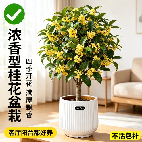 四季桂花盆栽老桩树苗浓香型可食用好养活室内阳台庭院花卉绿植物