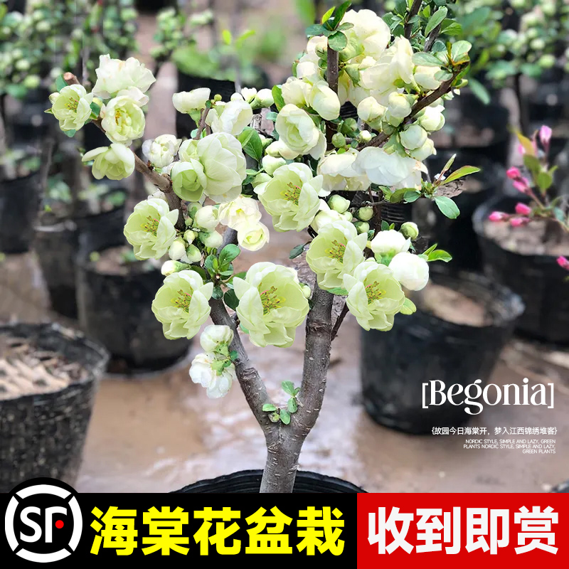 海棠花盆栽四季真西府海棠垂丝树