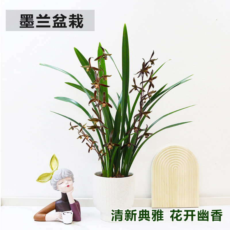 兰花盆栽企黑墨兰浓香素心兰室内四季好养花卉植物客厅办公室绿植