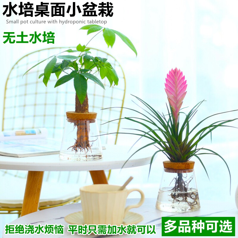 水培植物发财树墨兰铁兰盆栽室内好养桌面绿植花卉耐阴净化空气