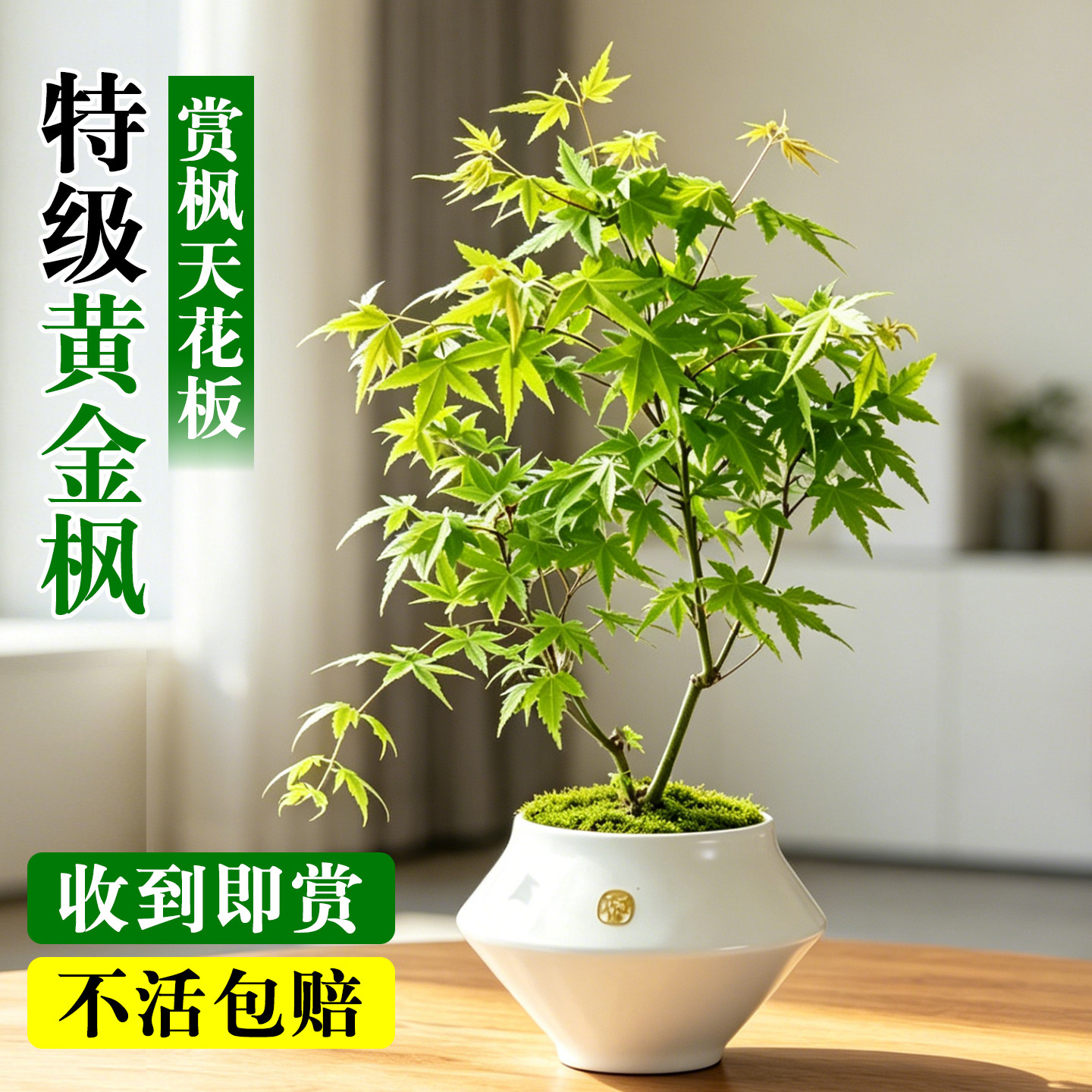 黄金枫盆景日本枫树盆栽阳台庭院