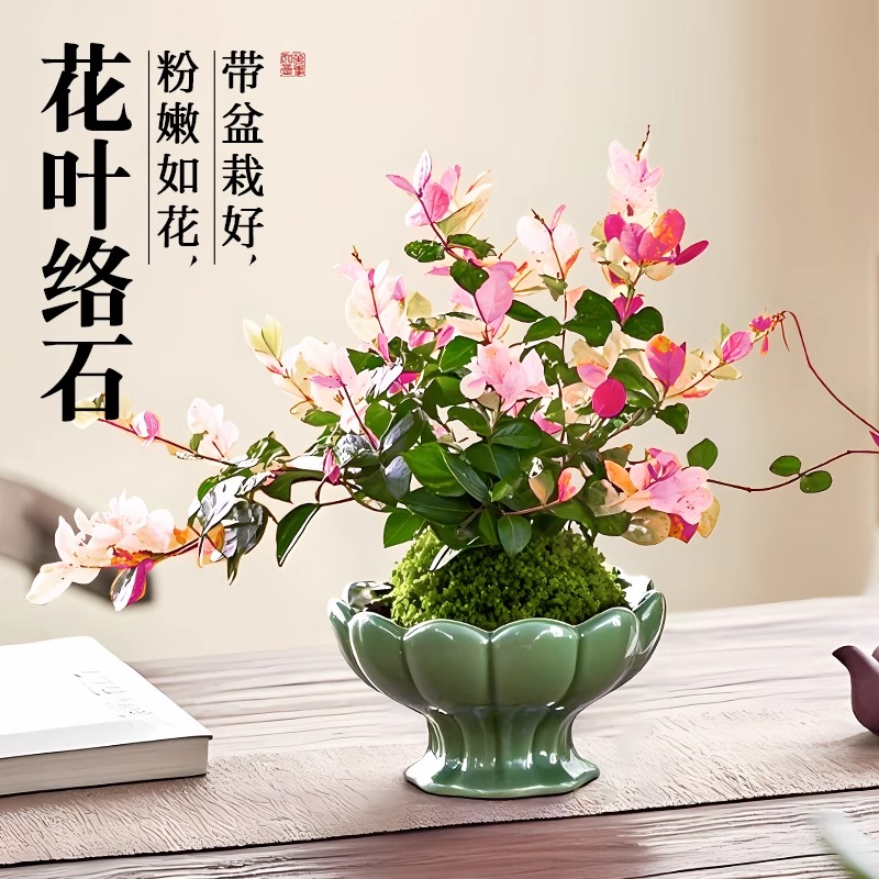 苔藓球花叶络石彩色植物四季好养