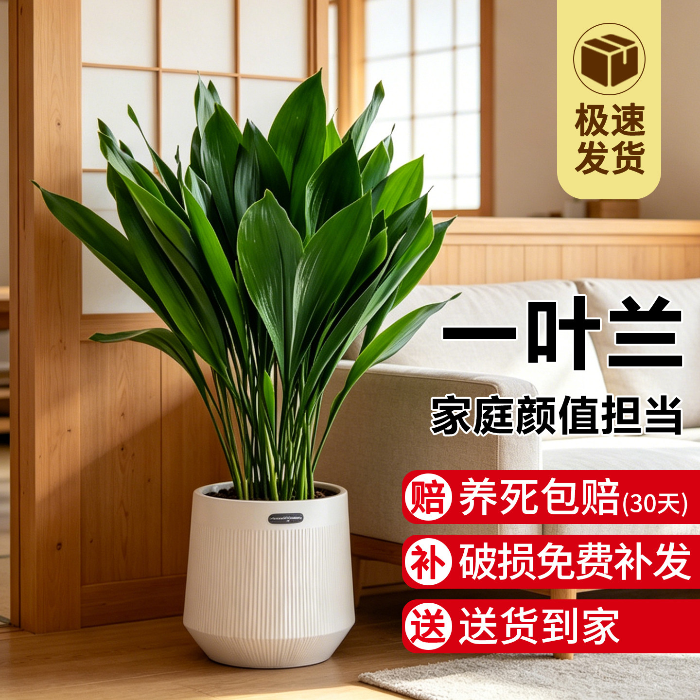 一叶兰盆栽植物室内客厅桌面大叶观叶绿植四季常青懒人花卉好养活