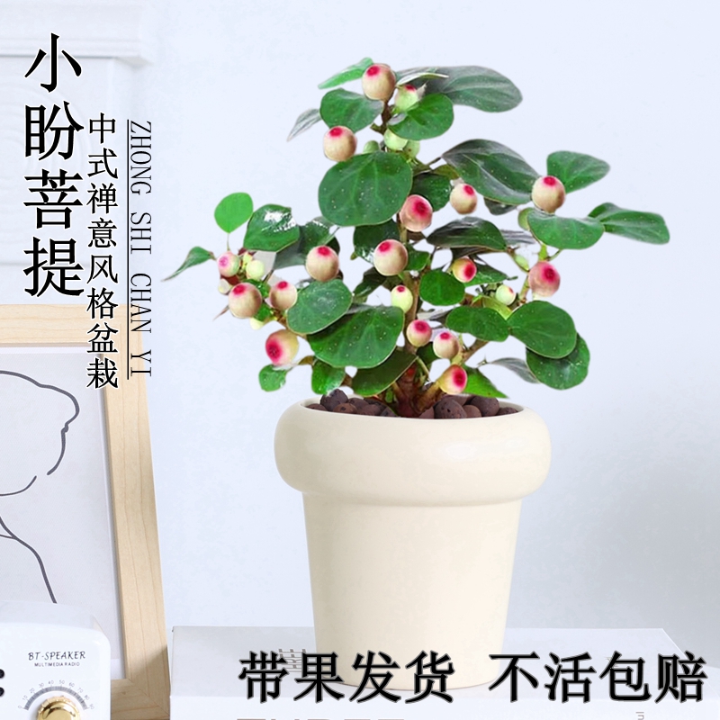 菩提树盆栽小盼菩提造型盆景植物带果绿植室内办公室桌面中式摆件