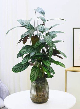 新飞羽竹芋盆栽水培植物室内绿植客厅办公室好养耐阴紫背波浪竹芋