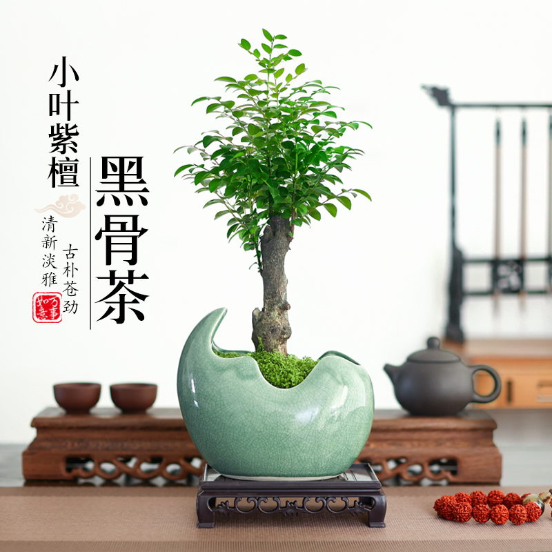 小叶紫檀盆景黑古茶盆栽室内四季好养绿植茶几桌面盆栽禅意微盆景