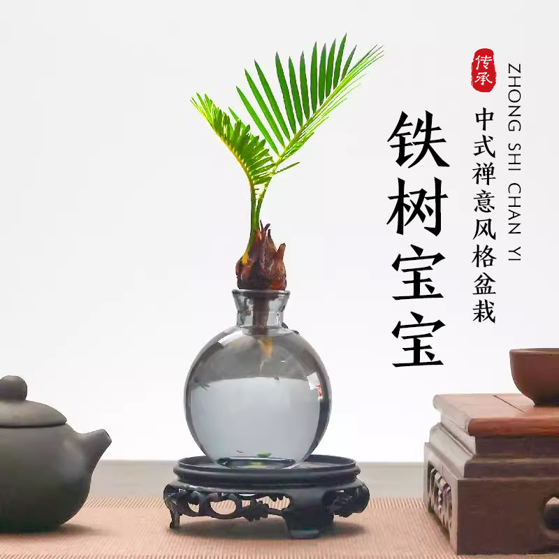 铁树宝宝水培植物小盆栽