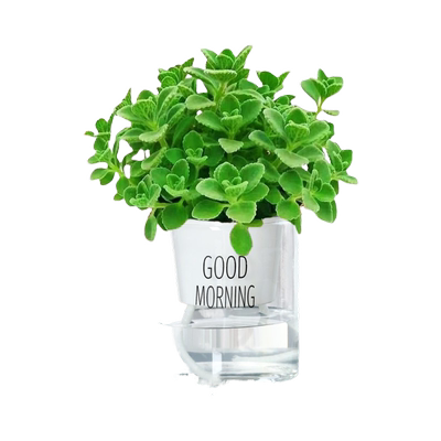 碰碰香盆栽驱蚊提神绿植好养易活