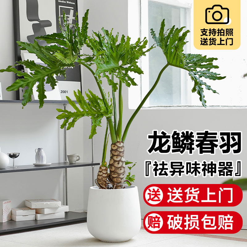 龙鳞春羽老桩盆栽四季常青
