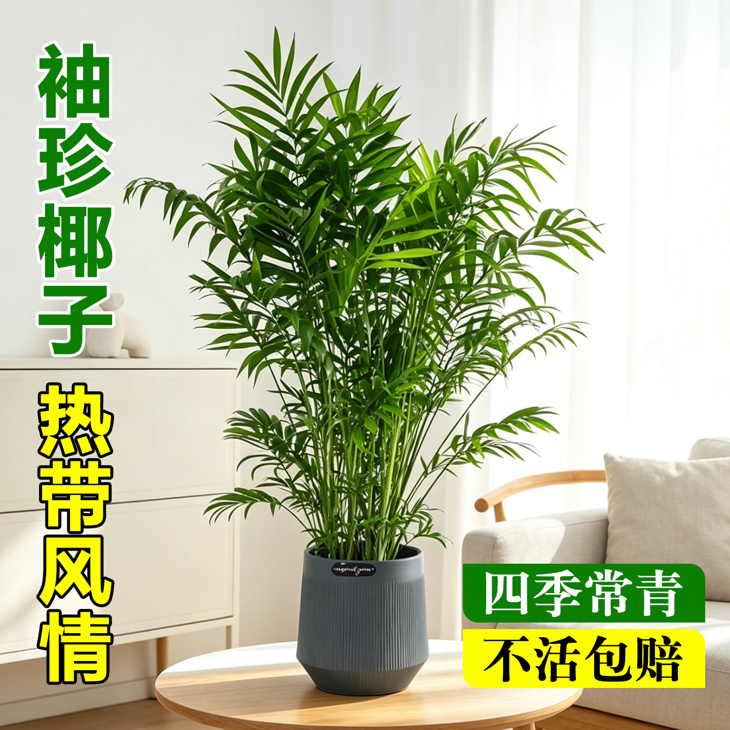 袖珍椰子盆栽室内客厅办公室桌面好养绿植凤尾竹植物盆景净化空气