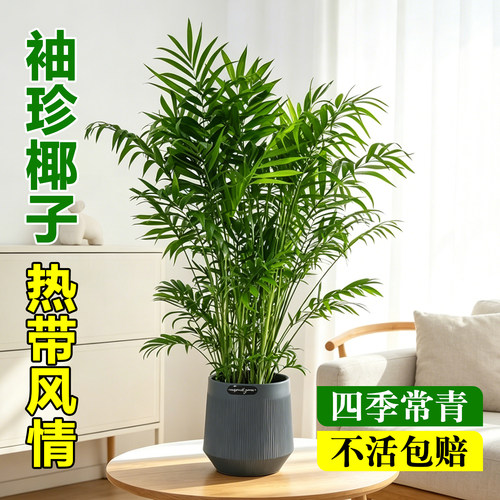 袖珍椰子盆栽净化空气绿植