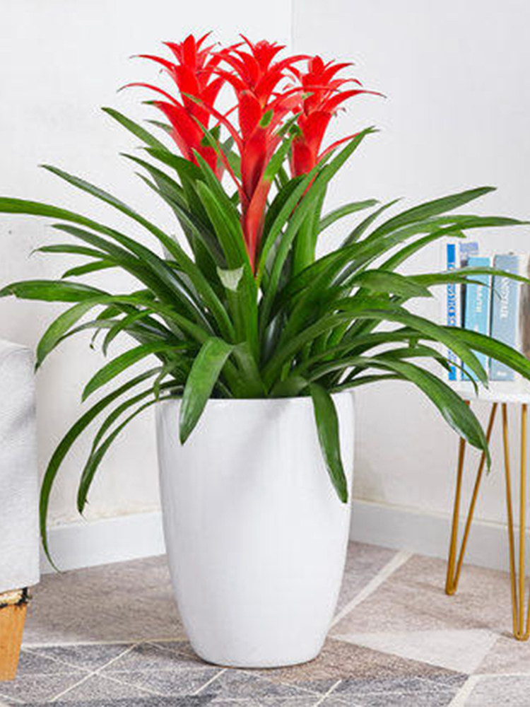 小红星室内盆栽绿植鸿运当头凤梨花苗客厅大型植物好养办公室花卉