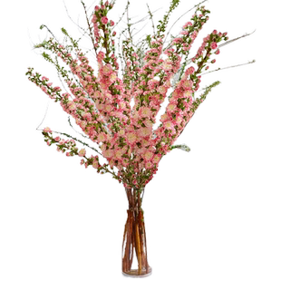 水培植物室内客厅开花绿植珍珠李鲜花雪柳龙柳玉兰腊梅花卉带花苞