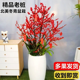 进口北美冬青盆栽带红果耐寒耐旱年宵真花北美冬青公树苗老桩盆景