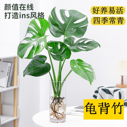 龟背竹客厅办公室好养易活