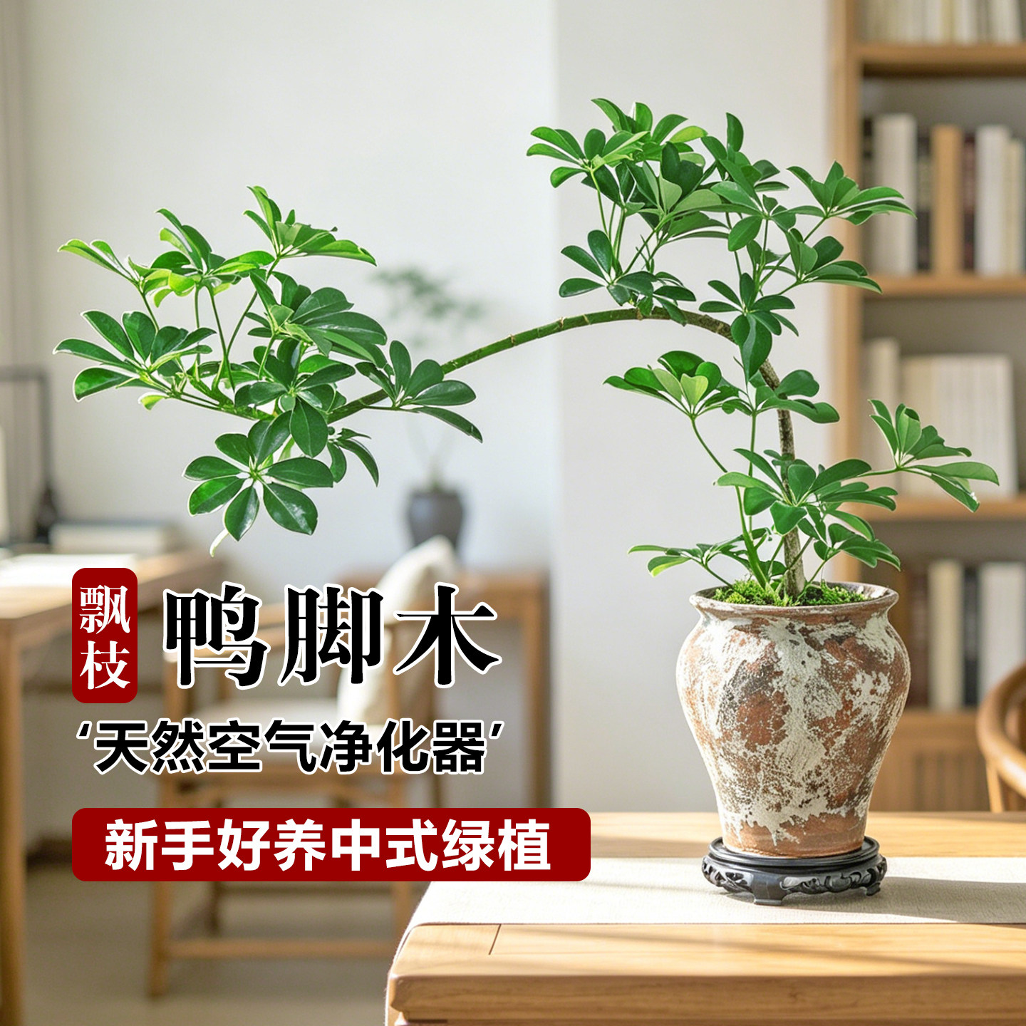 特级飘枝鸭脚木客厅盆栽八方来财造型鸭掌木盆栽四季好养活中式盆